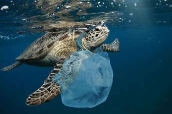 support the california plastics free inititive